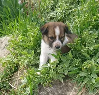 Amber, a female Border Collie for sale in Brandon, WI – 6 of 10
