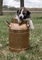 Amber, a female Border Collie for sale in Brandon, WI – 10 of 10