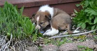 Amber, a female Border Collie for sale in Brandon, WI – 2 of 10