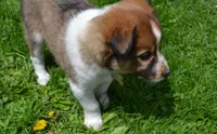 Amber, a female Border Collie for sale in Brandon, WI – 3 of 10