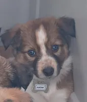 Amber, a female Border Collie for sale in Brandon, WI – 7 of 10