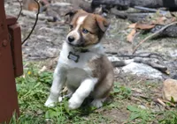 Amber, a female Border Collie for sale in Brandon, WI – 5 of 10