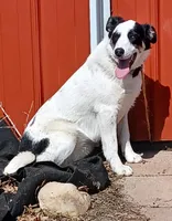Sugar, a female Border Collie for sale in Brandon, WI – Photo 6 of 9