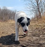 Sugar, a female Border Collie for sale in Brandon, WI – Photo 9 of 9