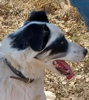 Sugar, a female Border Collie for sale in Brandon, WI – Photo 8 of 9