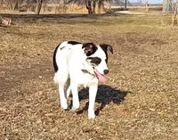 Sugar, a female Border Collie for sale in Brandon, WI – Photo 3 of 9