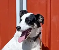 Sugar, a female Border Collie for sale in Brandon, WI – Photo 2 of 9