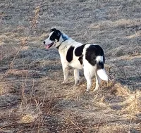 Sugar, a female Border Collie for sale in Brandon, WI – Photo 5 of 9