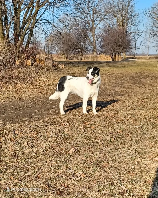 Sugar – Border Collie puppy for sale in Brandon, WI
