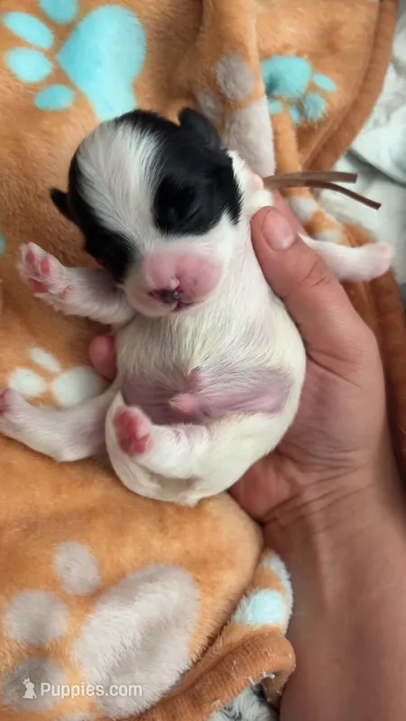 Stitches  – Shih Tzu puppy for sale in Clermont, FL