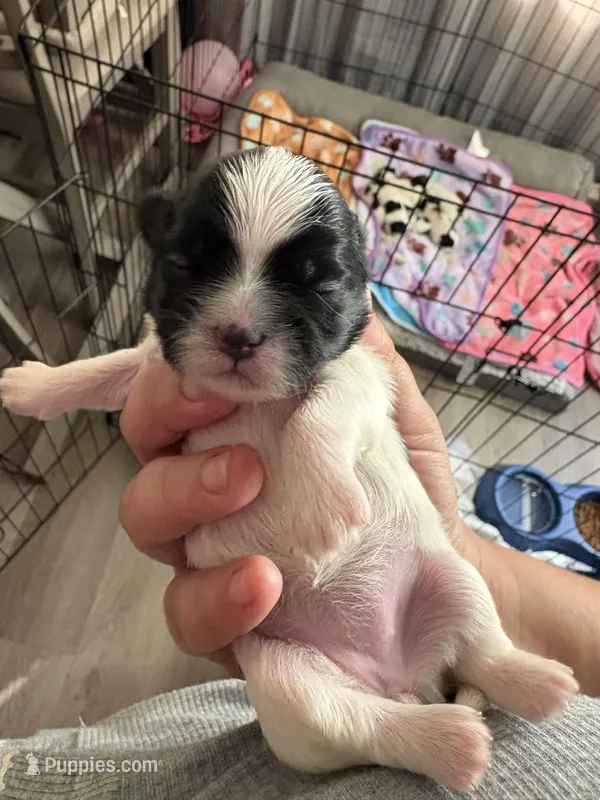 Cooper, a male Shih Tzu for sale in Clermont, FL – Photo 1 of 1