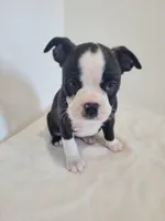 Female Cleo, a female Boston Terrier for sale in Lancaster, WI – 3 of 6