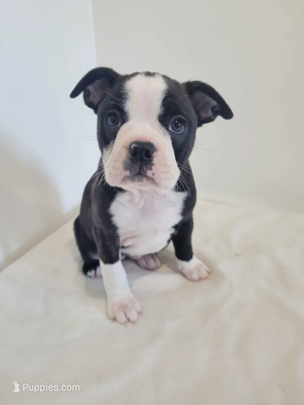 Female Cleo – Boston Terrier puppy for sale in Lancaster, WI