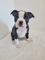 Female Cleo, a female Boston Terrier for sale in Lancaster, WI – 1 of 6