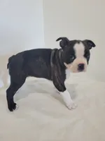 Female Cleo, a female Boston Terrier for sale in Lancaster, WI – 2 of 6