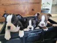 Female Cleo, a female Boston Terrier for sale in Lancaster, WI – 6 of 6