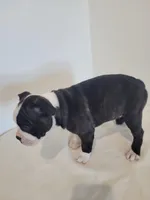 Female Cleo, a female Boston Terrier for sale in Lancaster, WI – 4 of 6