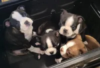 Male , a male Boston Terrier for sale in Lancaster, WI – 2 of 5