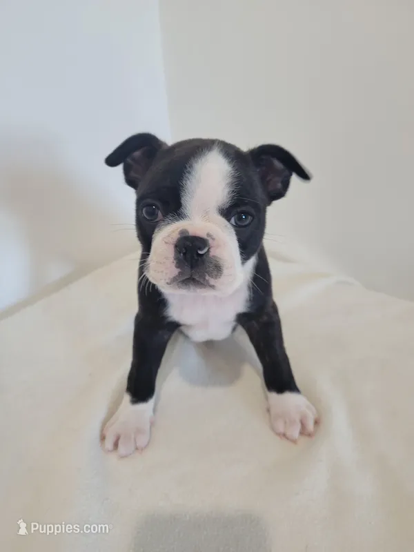 Male  – Boston Terrier puppy for sale in Lancaster, WI