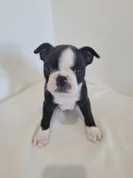Male , a male Boston Terrier for sale in Lancaster, WI – 1 of 5
