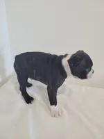 Male , a male Boston Terrier for sale in Lancaster, WI – 5 of 5