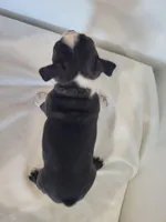 Male , a male Boston Terrier for sale in Lancaster, WI – 4 of 5