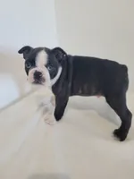 Male , a male Boston Terrier for sale in Lancaster, WI – 3 of 5