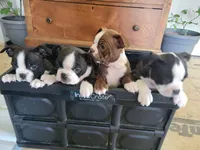 Male Bear, a male Boston Terrier for sale in Lancaster, WI – 5 of 5