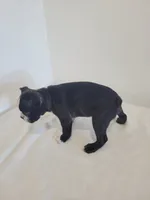 Male Bear, a male Boston Terrier for sale in Lancaster, WI – 2 of 5