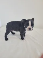 Male Bear, a male Boston Terrier for sale in Lancaster, WI – 3 of 5