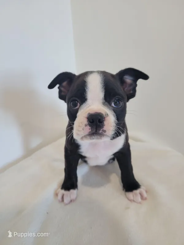 Male Bear – Boston Terrier puppy for sale in Lancaster, WI