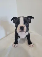Male Bear, a male Boston Terrier for sale in Lancaster, WI – 1 of 5