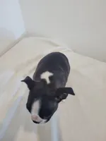 Male Bear, a male Boston Terrier for sale in Lancaster, WI – 4 of 5