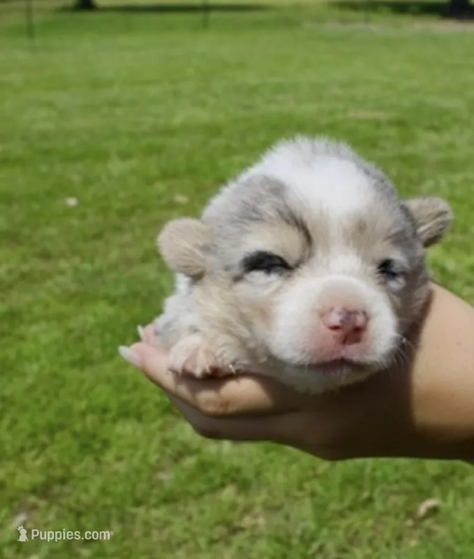  SKYLER ~ BLUE  – Pembroke Welsh Corgi puppy for sale in Marshfield, MO
