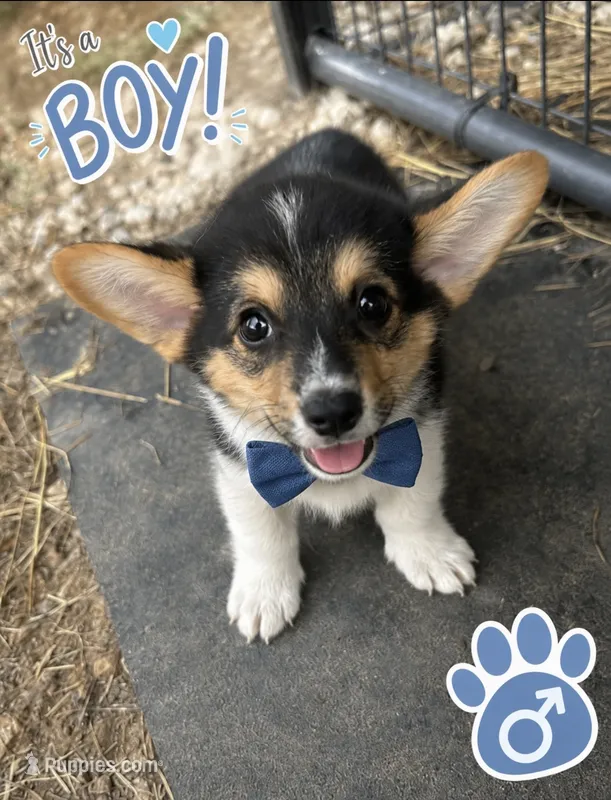 FINN – Pembroke Welsh Corgi puppy for sale in Marshfield, MO