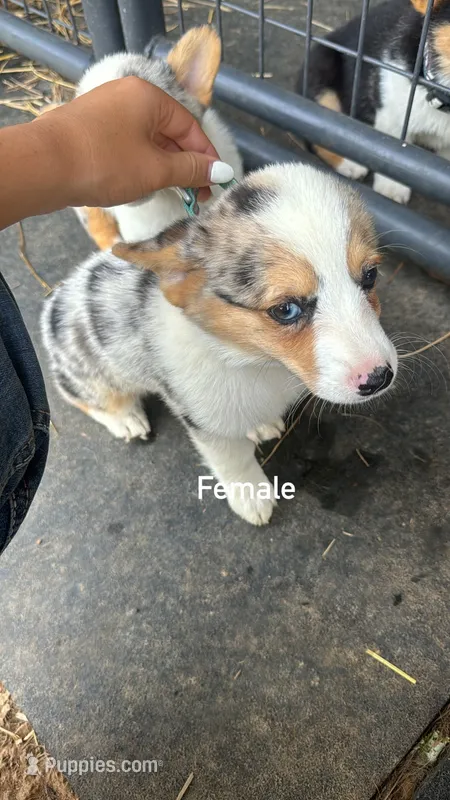 DELIALAHA – Pembroke Welsh Corgi puppy for sale in Marshfield, MO