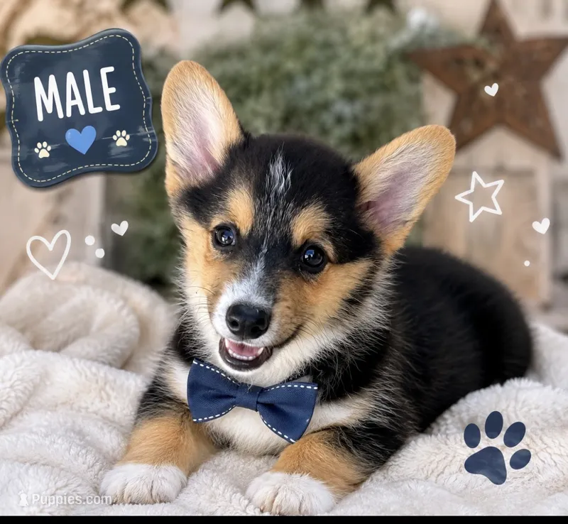 CHARLIE – Pembroke Welsh Corgi puppy for sale in Marshfield, MO