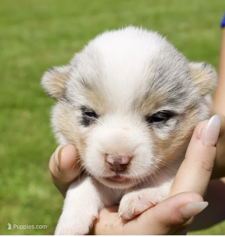 DELIALAHA – Pembroke Welsh Corgi puppy for sale in Marshfield, MO