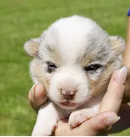 DELIALAHA, a  Pembroke Welsh Corgi for sale in Marshfield, MO – 1 of 1