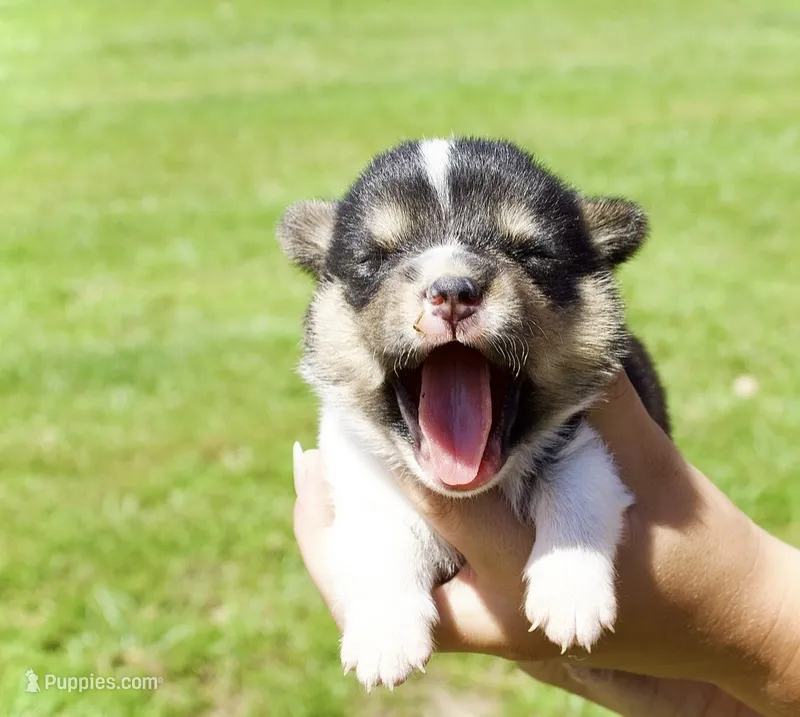 CHARLIE – Pembroke Welsh Corgi puppy for sale in Marshfield, MO