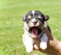 CHARLIE, a  Pembroke Welsh Corgi for sale in Marshfield, MO – 1 of 1