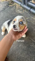 ROSIE, a female Pembroke Welsh Corgi for sale in Marshfield, MO – 3 of 3