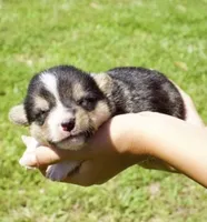FINN, a  Pembroke Welsh Corgi for sale in Marshfield, MO – 1 of 1