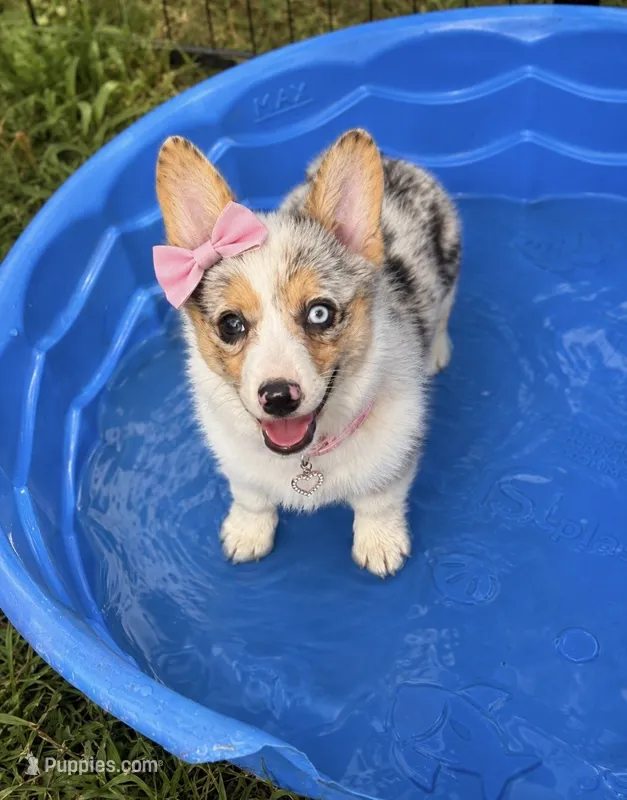 ROSIE – Pembroke Welsh Corgi puppy on hold in Marshfield, MO
