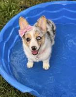 ROSIE, a female Pembroke Welsh Corgi for sale in Marshfield, MO – 1 of 3