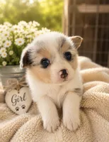ROSIE, a female Pembroke Welsh Corgi for sale in Marshfield, MO – 1 of 1