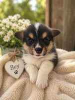 CHARLIE, a male Pembroke Welsh Corgi for sale in Marshfield, MO – 1 of 1