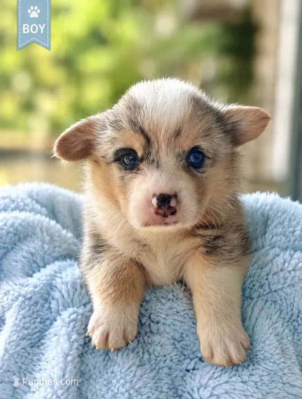  SKYLER ~ BLUE  – Pembroke Welsh Corgi puppy for sale in Marshfield, MO