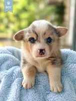  SKYLER ~ BLUE , a male Pembroke Welsh Corgi for sale in Marshfield, MO – 1 of 1