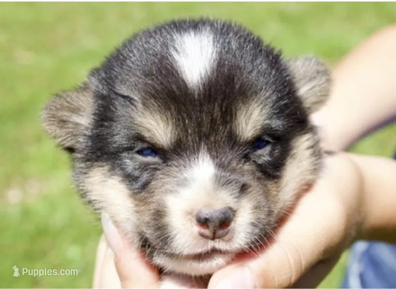 VIOLET – Pembroke Welsh Corgi puppy for sale in Marshfield, MO